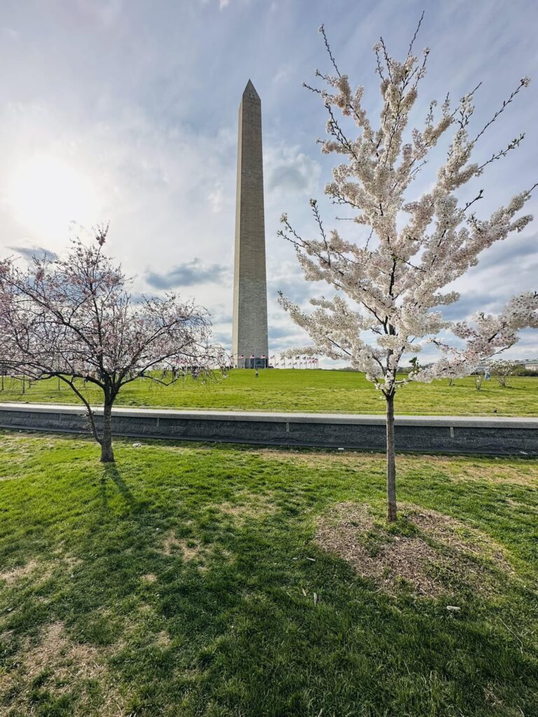 Washington DC’deki Tidal Basin’daki Kiraz Çiçekleri Renkleriyle Şaşırttı!